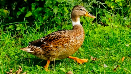 Lecco, vietato il cibo agli animali randagi
